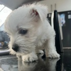 Prod�m mini mini �t��ata West Highland White Terriers
