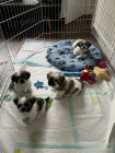 Prod�m �t��ata SHIH TZU