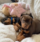 Prod�m �t��ata dobrmana.