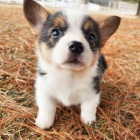 Prod�m �t��ata Pembroke Welsh Corgi.