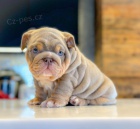 Prod�m �t��ata anglick�ho buldo�ka