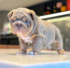 Prod�m �t��ata anglick�ho buldo�ka