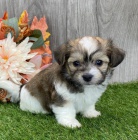 �t��ata havanese na prodej.