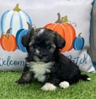 �t��ata havanese na prodej.