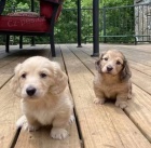 Prod�m zlat� �t��ata dlouhosrst�ch jezev��k�