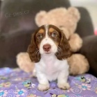 b�l� a hn�d� dlouhosrst� �t��ata miniaturn�ho jezev��ka