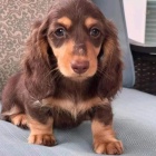 b�l� a hn�d� dlouhosrst� �t��ata miniaturn�ho jezev��ka