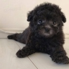 Prod�m �t��ata pudla