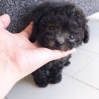 Prod�m �t��ata pudla