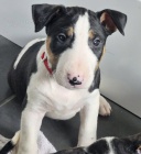 Prod�m �t��ata bulteri�ra