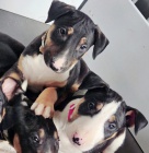 Prod�m �t��ata bulteri�ra