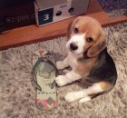 �t��ata b�gla