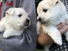 Prod�m �t��ata West Highland White Terriers