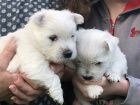 Prod�m �t��ata West Highland White Terriers