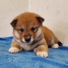 Prod�m �t��ata shiba inu