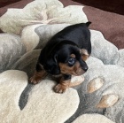 KR�TKOSRD� MINI JEZEV��KA �T��ATA