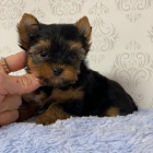 Prod�m �t��ata jork��rsk�ho teri�ra.