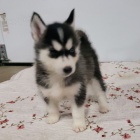 Prod�m �t��ata sibi�sk�ho huskyho.