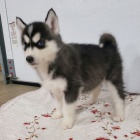 Prod�m �t��ata sibi�sk�ho huskyho.