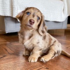 Prod�m kr�sn� �t���tka miniaturn�ho jezev��ka dlouhosrst�ho.