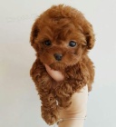 mini hra�ka �t��ata pudla k adopci.