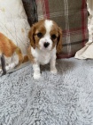 Prod�m mini o�kovan� �t��ata Cavalier King Charles Spaniel.