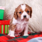 Prod�m �t��ata kaval�r King Charles �pan�l.