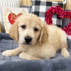 Prod�m ZDRAV� a O�KOVAN� �t��ata zlat�ho retr�vra.