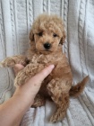 Prod�m ZDRAV� a O�KOVAN� �t��ata Maltipoo.
