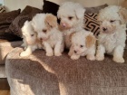 Prod�m �t��ata Maltipoo.
