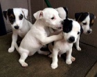 Prod�m zdrav� �t��ata jack russella.
