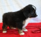 Prod�m roztomil� �t��ata australsk�ho ov��ka