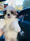 Prod�m �t��ata SHIH TZU