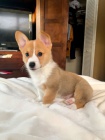 Prod�m �t��ata Pembroke Welsh Corgi.