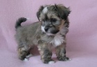 �t��ata havanese na prodej.