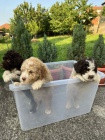 Lagotto Romagnolo �t��ata