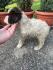 Lagotto Romagnolo �t��ata