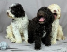 Lagotto Romagnolo KR�SN� �t���tka