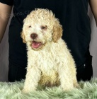 Lagotto Romagnolo KR�SN� �t���tka