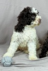 Lagotto Romagnolo KR�SN� �t���tka