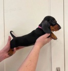 Kr�sn� hladkosrst� miniaturn� �t��ata jezev��ka k dispozici a p�ipravena k prodeji. Pouze pro v�n� osoby.