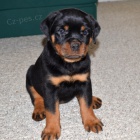 Prod�m roztomil� a kr�sn� miniaturn� �t���tka rotvajlera.