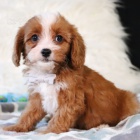 Prod�m o�kovan� a od�erven� �t��ata Cavapoo mini.