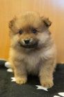 Hygienicky vy�kolen� miniaturn� �t��ata pomeranian� na prodej.
