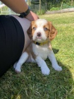 Prod�m mini o�kovan� �t��ata Cavalier King Charles Spaniel.
