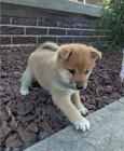 �t��ata shiba inu