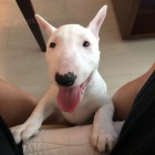 Prod�m �t��ata anglick�ho bulteri�ra.