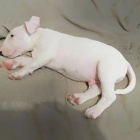 Prod�m �t��ata anglick�ho bulteri�ra.