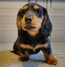 Prod�m zdrav� dlouhosrst� �t��ata jezev��k� velikosti kr�l�ka