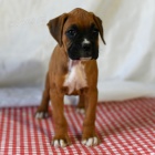 Prod�m �t��ata boxera